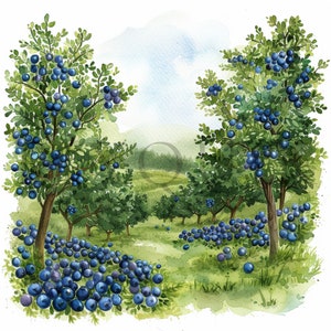 Clipart mirtilli / 10 JPG di alta qualità / Download digitale / Acquerello mirtillo / Acquerello bacca / Uso commerciale / Clipart frutta