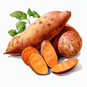 Süßkartoffel Clipart | 10 hochwertige JPGs | Sofortiger digitaler Download | Gemüse Clipart | Kartengestaltung | Papiermodell | Süßkartoffeln