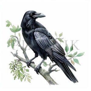 Clipart corvo / 10 JPG di alta qualità / Download digitale / Creazione di biglietti / Clipart di uccelli / Vettore di corvo / Clipart di uccelli / Artigianato di carta digitale