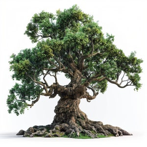 acquerello Quercia clipart / 10 JPG di alta qualità / Immagini di querce / Clipart di alberi / Creazione di biglietti / Uso commerciale / Clipart digitale