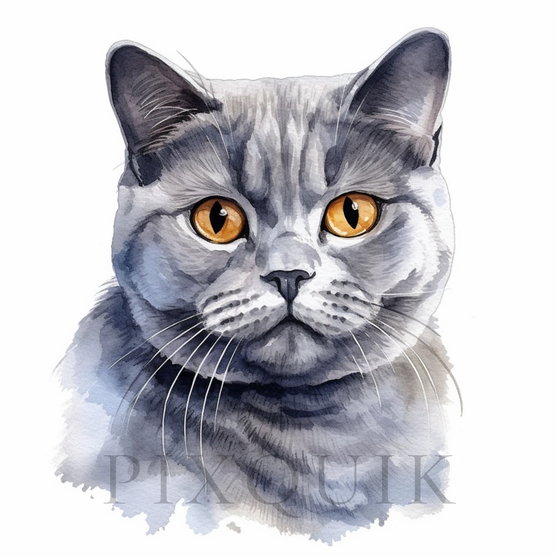 Watercolor British Shorthair Clipart | Cat Illustration (digital ...