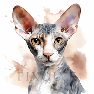 Cornish Rex akvarell Clipart | Kattillustration (digital nedladdning)