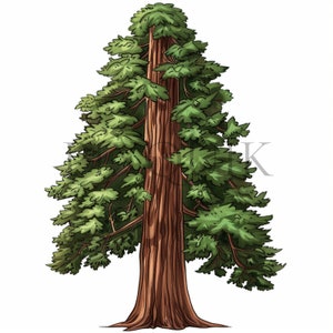 Watercolor Redwood Tree Clipart | 10 High Quality JPGs | Big Tree Graphics | Redwood Tree | Digital Prints, Instant Download, Commercial Use