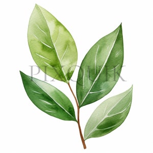 a watercolor painting of a green leaf