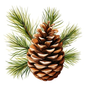 Clipart di pigne / 10 JPG di alta qualità / Download digitale / Illustrazione di pigne / Clipart della natura / Artigianato digitale / Creazione di biglietti