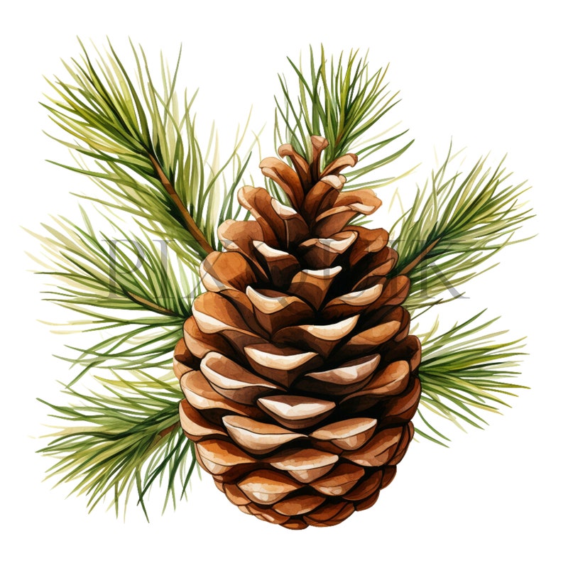 Pine Cone Clipart - Etsy