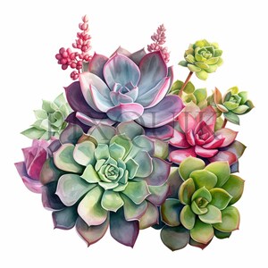 Succulent Clipart 10 High Quality Jpgs Cactus Illustrations Botanical ...