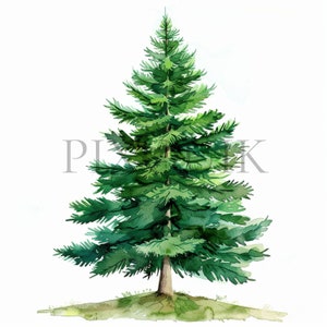 Puede incluir: Pintura a la acuarela de un árbol de hoja perenne verde con un tronco marrón y un pequeño parche de hierba verde en la base. El árbol tiene forma cónica con pinceladas detalladas, sobre un fondo blanco.