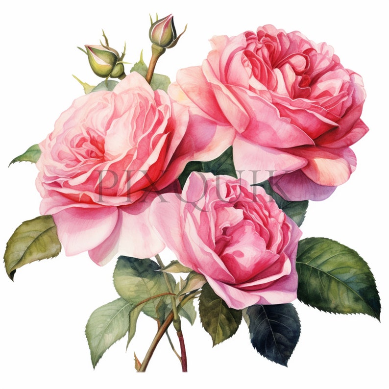 Watercolor Rose Clipart Set - 10 High-quality Jpgs | Instant Digital ...