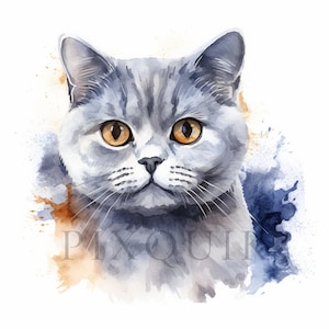 British Shorthair Clipart | 10 High Quality JPGs | Digital Download | British Cat | Shorthair Cat | British Shorthair | Watercolor Cats
