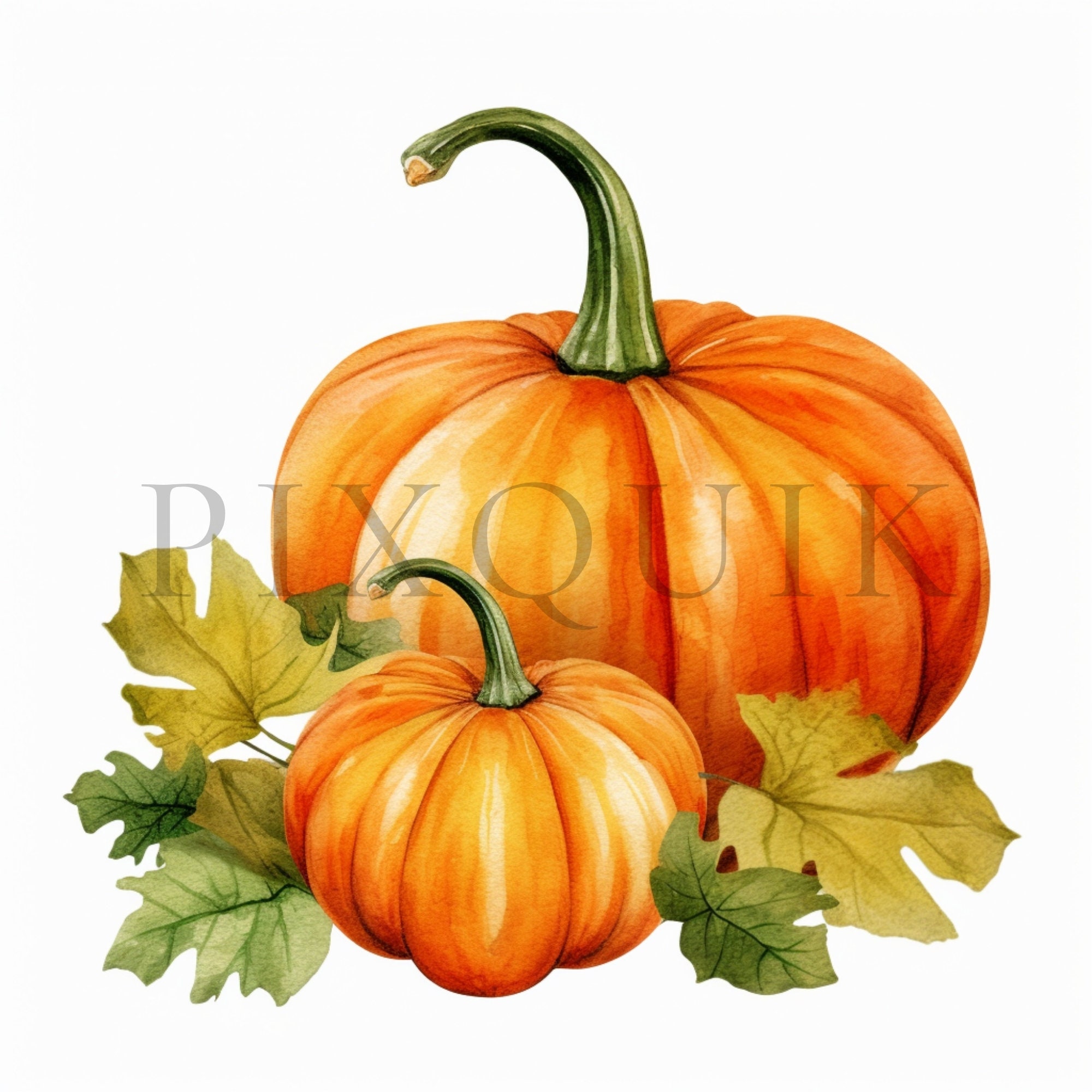Autumn Pumpkin Watercolor Clipart | Fall Harvest Jpgs (digital Download ...