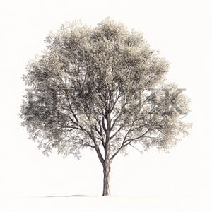 Clipart de peuplier | 10 fichiers JPG | Fabrication de cartes | Artisanat numérique en papier | Aquarelle | Conception d'arbres naturels, illustration de la forêt