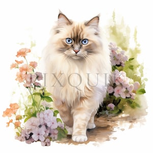 Clipart chat ragdoll aquarelle | 10 fichiers JPG de haute qualité | Téléchargement numérique | Clipart chaton mignon | Art de chat Ragdoll | Chaton Ragdoll | Clipart