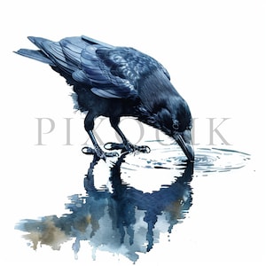 Clipart corvo / 10 JPG di alta qualità / Download digitale / Creazione di biglietti / Artigianato di carta digitale / Clipart di uccelli / Clipart di uccelli / Vettore di corvo
