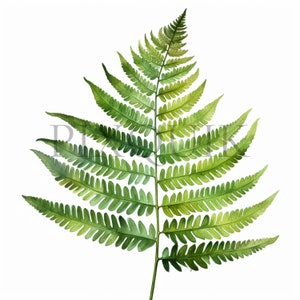Clipart feuille de fougère | 10 fichiers JPG de haute qualité | Illustrations botaniques | Art de verdure | Scrapbooking, imprimable, usage commercial
