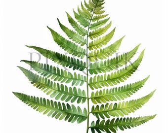 Fern Leaf Clipart | Botanical Illustration, Scrapbook Art (JPG)
