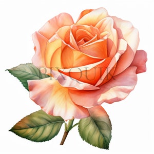 Fleur rose pêche aquarelle | 10 fichiers JPG de haute qualité | Clipart floral | Bouquets | Téléchargement instantané | Utilisation commerciale | illustration florale