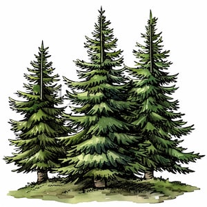 Illustrazioni ad acquerello di pini / 10 immagini di alta qualità / Clipart di alberi del bosco / Clipart di alberi / Artigianato di carta / Abbigliamento / Stampe digitali