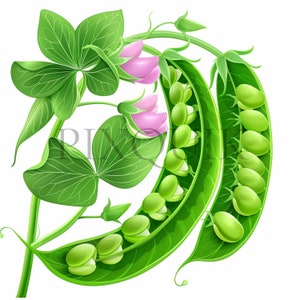 Sweet peas clipart | 10 High Quality JPG | Sweetpeas | Sweet pea | Sweet peas vector | Junk Journals, Digital Prints