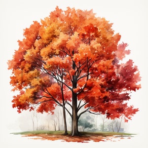 Clipart albero autunnale / 10 JPG di alta qualità / Download digitale / Clipart natura / Clipart albero di acero / Clipart alberi autunnali / Clipart albero autunnale