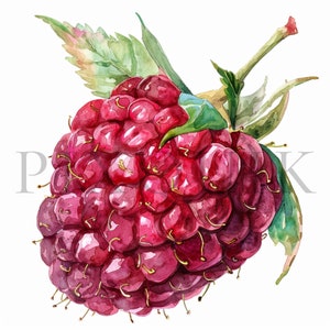 Clipart de frambuesa / 10 JPG de alta calidad / Descarga digital / Frambuesa / scrapbooking / Baya de acuarela / Arte de frambuesa / Clipart de frutas
