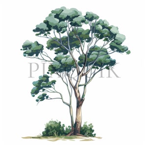 Collezione di clipart di alberi di eucalipto ad acquerello / 10 JPG di alta qualità / Progetti ispirati alla natura / Download immediato, uso commerciale