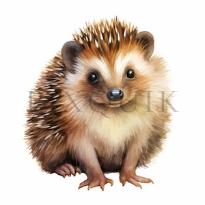 Ouriço Clipart | 10 JPGs de alta qualidade | ouriço aquarela | Ouriço para impressão | animal da floresta | clipart de animais | Criação de cartões