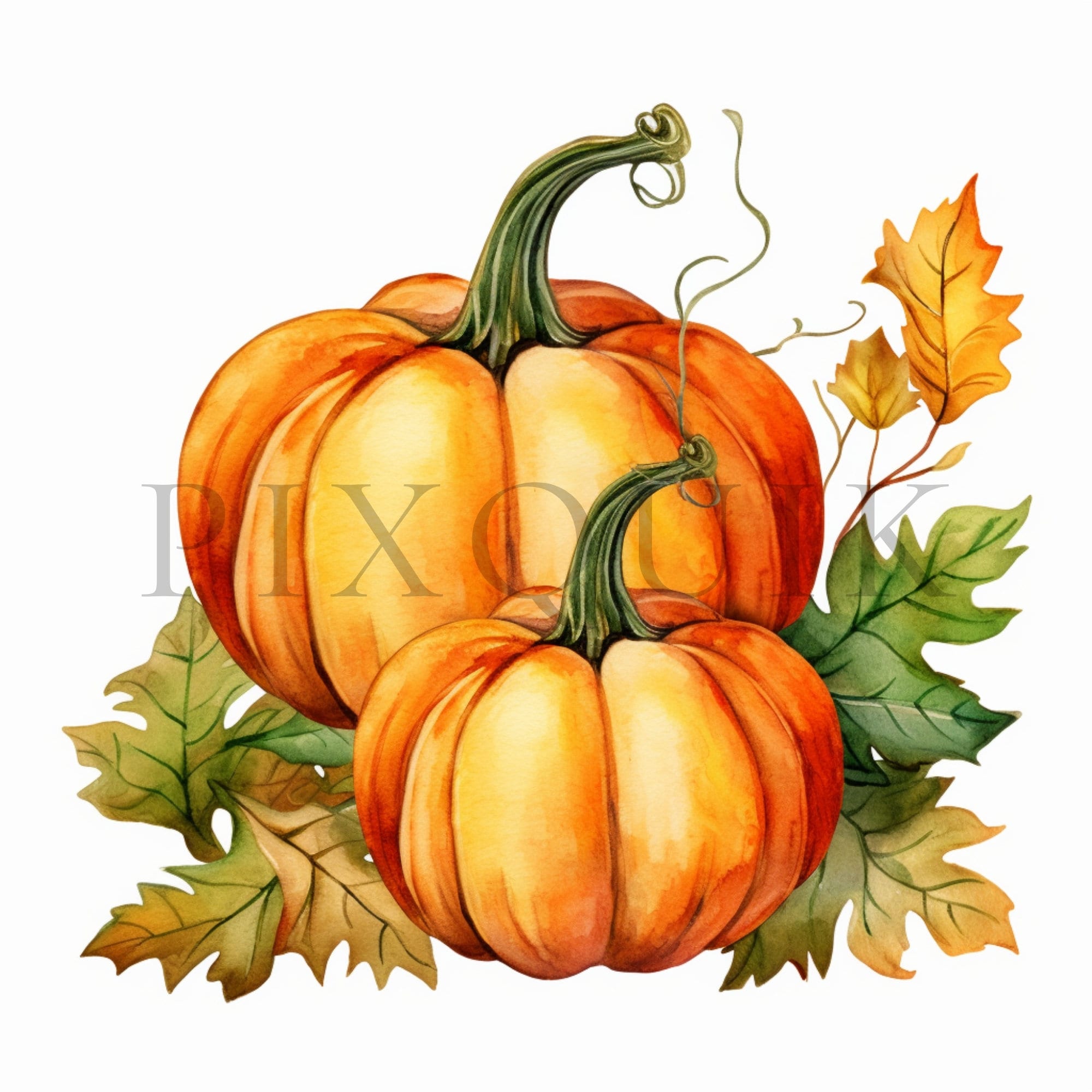 Autumn Pumpkin Watercolor Clipart | Fall Harvest Jpgs (digital Download ...