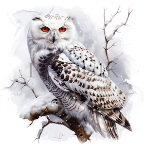 Clipart aquarelle de hibou des neiges | 10 fichiers JPG de haute qualité | Clipart hibou | clipart hibou mignon | des cliparts harfang des neiges | Carnet de bord, scrapbooking