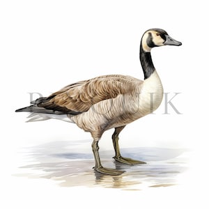 Canadian Goose | 10 High Quality JPGs | Instant Digital Download | Card Making | Goose Clipart | Farm | Bird Clipart | Birds illustration