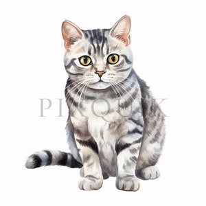 Clipart acquerello American Shorthair / 10 JPG di alta qualità / Download digitale / Clipart gatto American Shorthair / American Shorthair