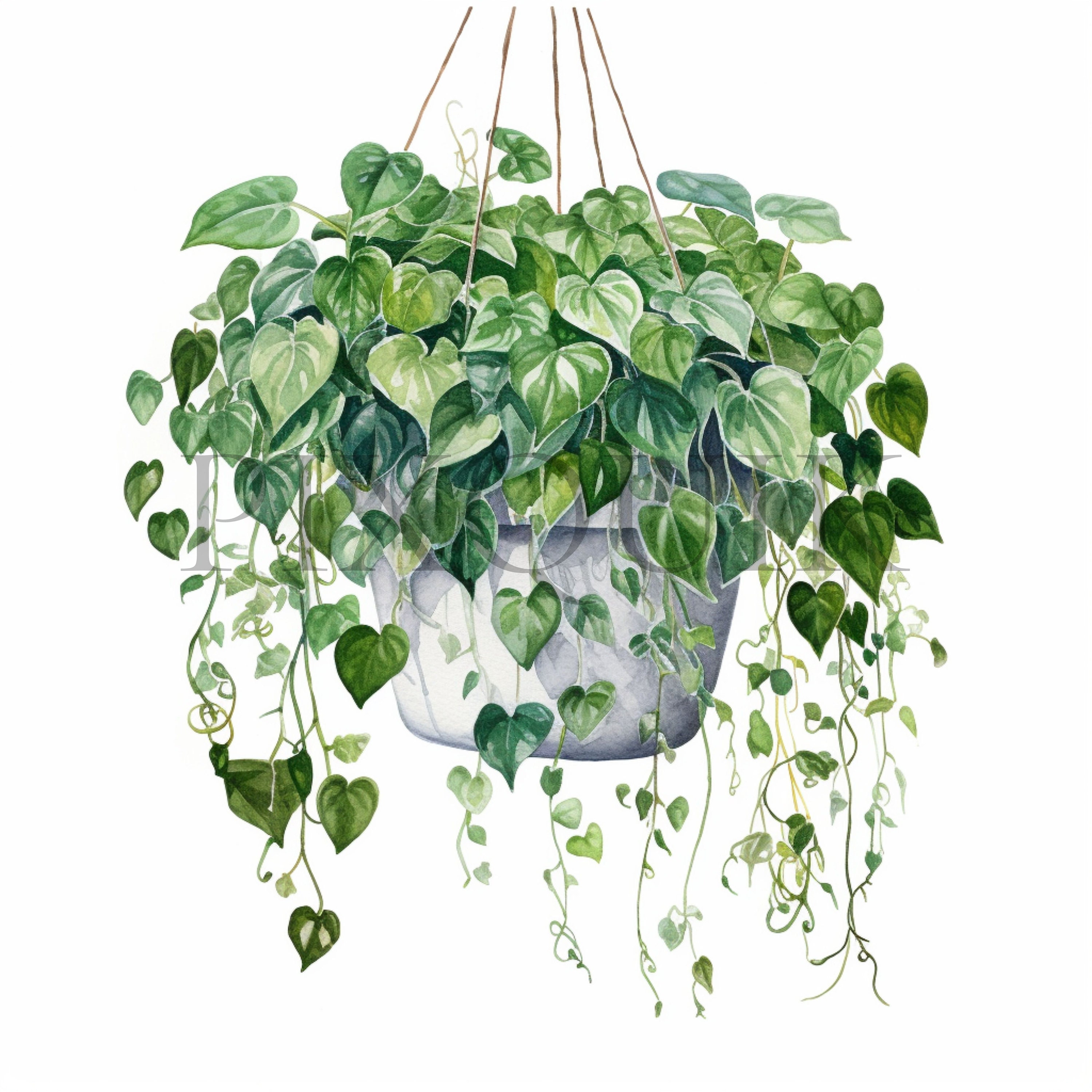 Hanging Potted Plant Clipart | Watercolor Botanical Illustration (JPG ...