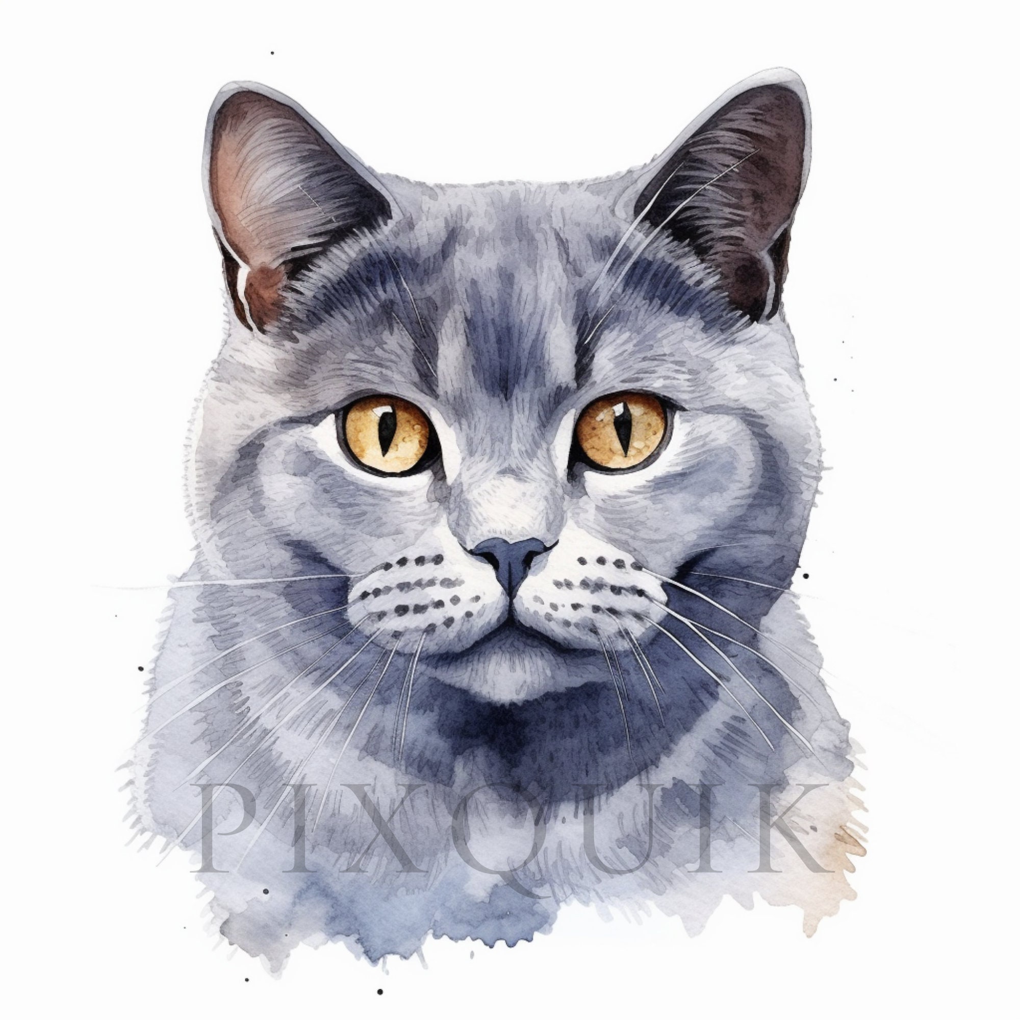 Watercolor British Shorthair Clipart | Cat Illustration (digital ...