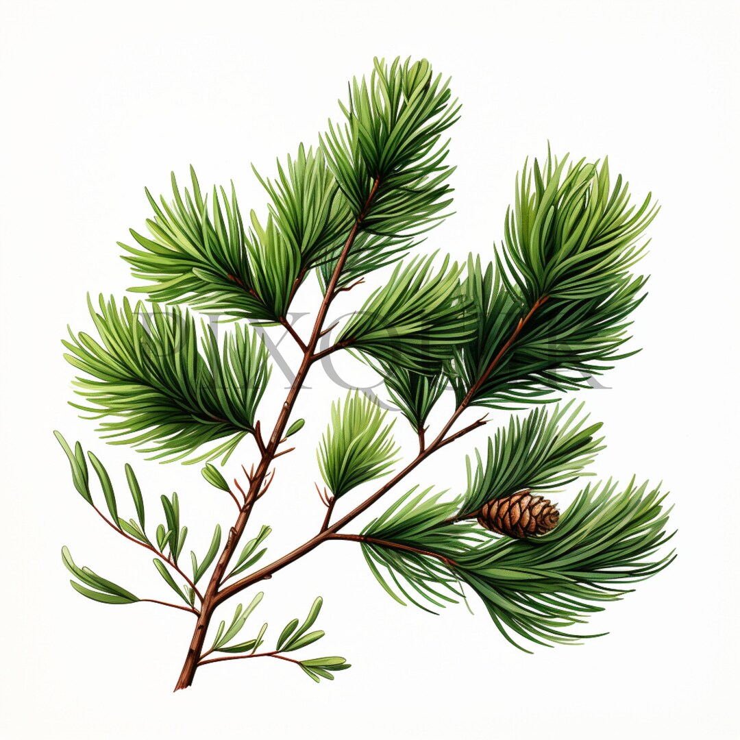 Pine Branches Clipart | 10 High Quality Jpg's | Digital Download | Pine ...
