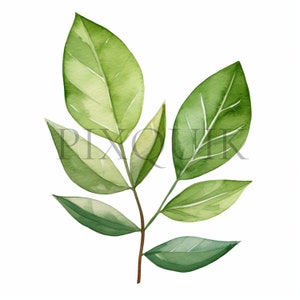 a watercolor painting of green leaves on a white background