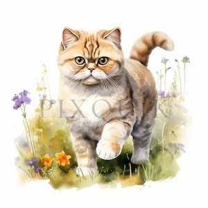 Exotic shorthair clipart | 10 High Quality JPGs | Digital Download | Exotic shorthair cat | Exotic cat | Exotic Shorthair kitten |  Clipart