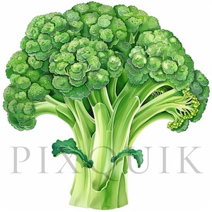 Clipart brocoli | 10 fichiers JPG de haute qualité | Téléchargement numérique | Fabrication de cartes | Créations numériques en papier | Aquarelle végétale | Clipart légume