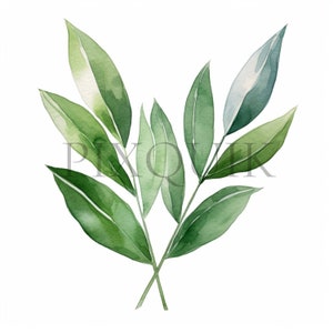 a watercolor painting of green leaves on a white background