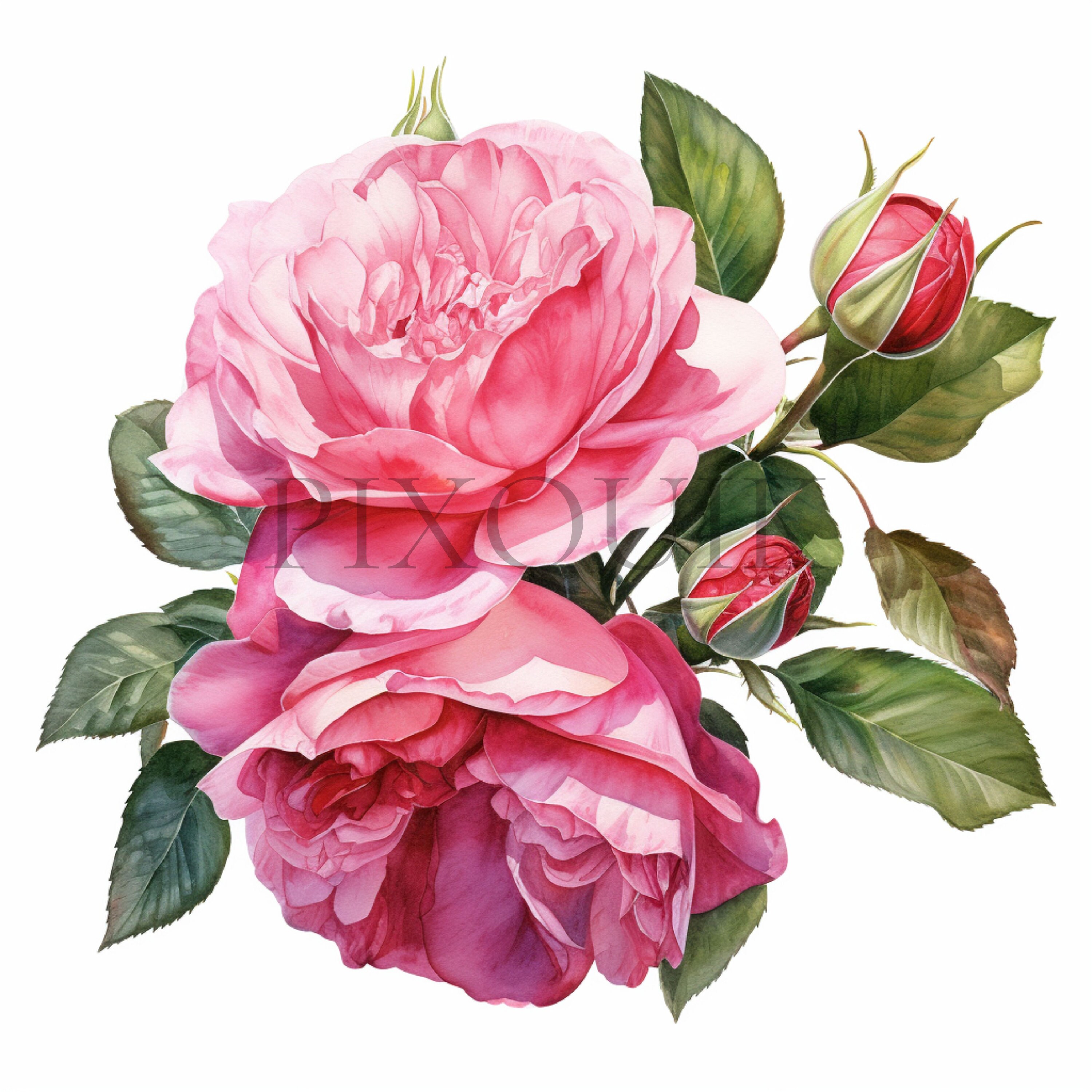 Watercolor Rose Clipart Set - 10 High-quality Jpgs | Instant Digital ...