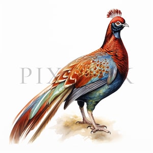 Pheasant Bird | 10 High Quality JPGs | Instant Digital download | Bird Clipart | Pheasant Bird Clipart | Card Making | Digital Paper Craft