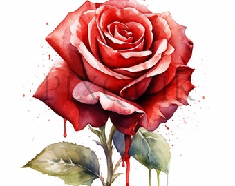 Red Rose Watercolor Clipart: Floral Illustration (Digital Download)