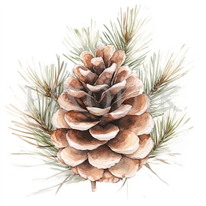 May include: Watercolor illustration of a brown pine cone with detailed scales, set against a backdrop of delicate green pine needles. The artwork is on a white background, showcasing the natural textures and colors.