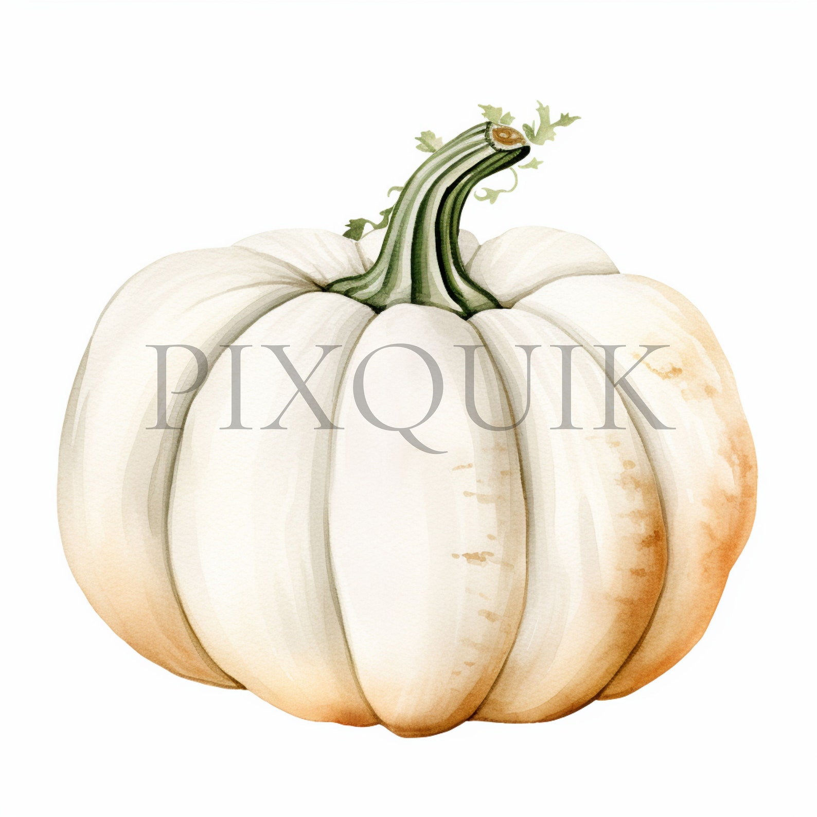 White Pumpkin Watercolor Clipart | Fall Nursery Decor (digital Download ...