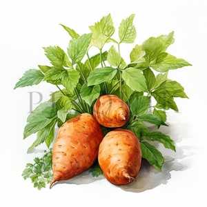 Clipart de batata / 10 JPG de alta calidad / Descarga digital / Creación de tarjetas / Batatas / Clipart de comida / Técnica mixta / Revistas basura