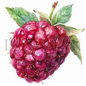 Raspberry Clipart | 10 High Quality Jpgs | Digital Download | Raspberry ...