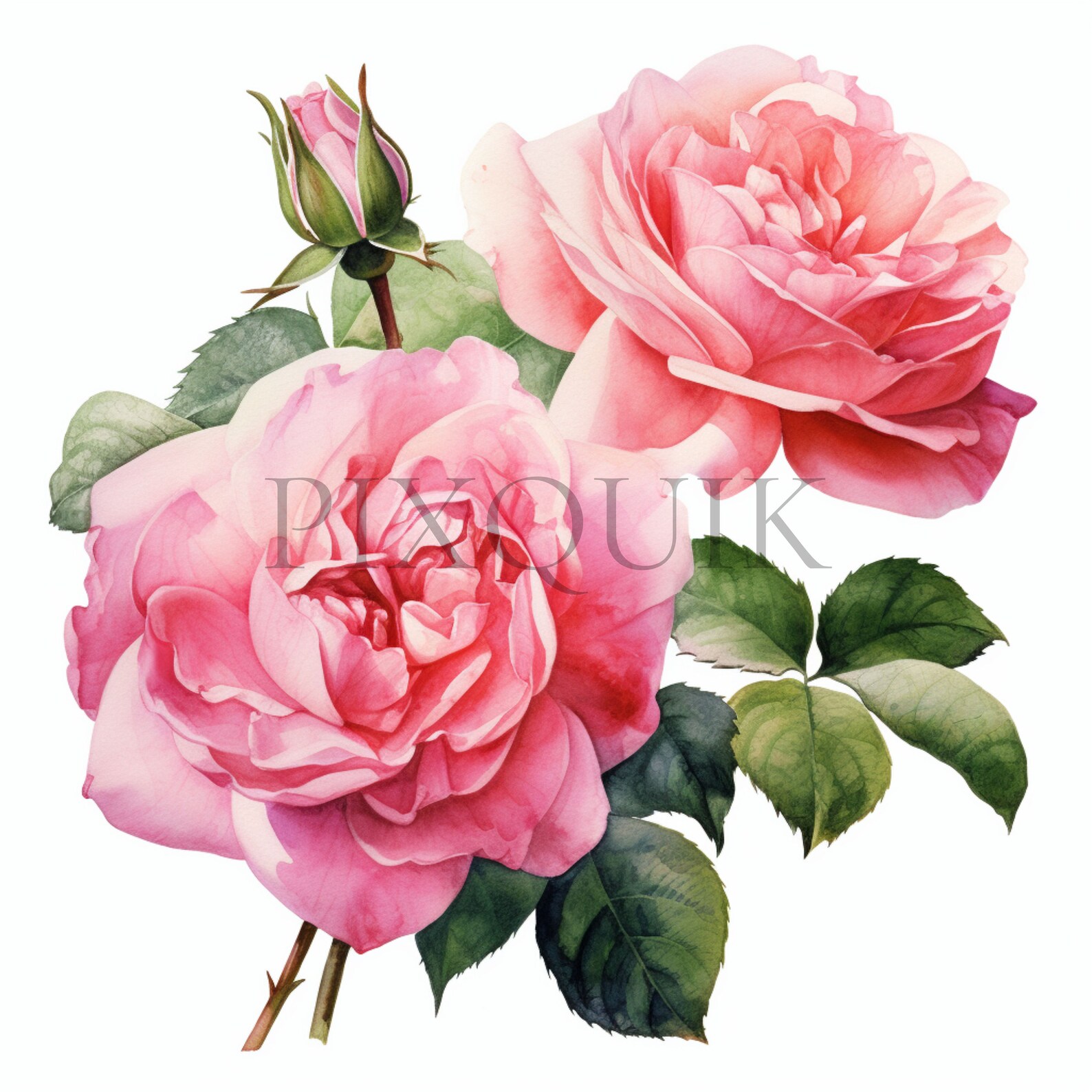 Watercolor Rose Clipart Set - 10 High-quality Jpgs | Instant Digital ...