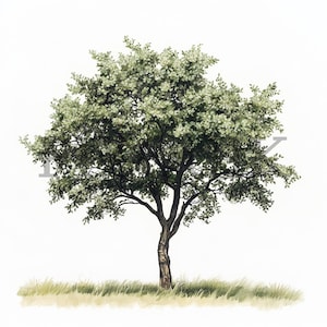 Clipart Orme | 10 fichiers JPG | Fabrication de cartes | Artisanat numérique en papier | Aquarelle | Conception d'arbres naturels, illustration de la forêt