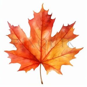 Herfstbladeren clipart-10 hoge kwaliteit jpg's | Herfstbladeren Clipart | Herfstclipart | Herfstclipart | Herfstblad-clipart | Aquarel Clipart