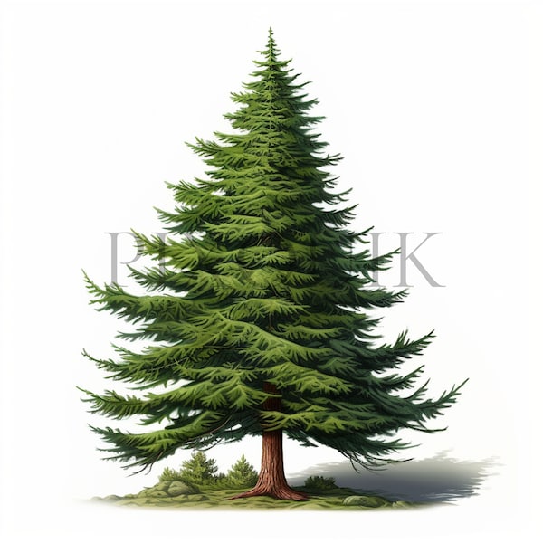 Spruce Tree Clipart |  10 High Quality JPGs | Nature clipart | Tree clipart | Digital Download | Spruce | Tree Clipart | Junk journals