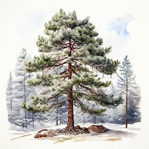 Clipart di pino innevato / 10 JPG di alta qualità / Download digitale / Illustrazione di albero invernale / Clipart di Natale / Creazione di biglietti / Tecnica mista